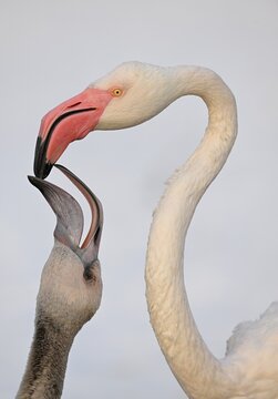 Greater flamingo (Phoenicopterus ruber roseus), captive, juvenile begs, lets itself be fed, Germany