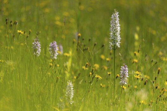 Dactylorhiza fuchsii, fox orchid, fox fingerroot, fox's fingerwort, fox's fingerroot, fox's orchid, orchids, orchid plants, forest orchid, common spotted orchid, flora, plants, plants, plants