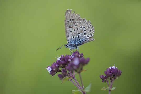 Ant blue, glaucopsyche arion, large blue, maculinea arion, phengaris arion, quendel ant blue, thyme ant blue, butterfly, insects, butterfly, butterflies, butterflies
