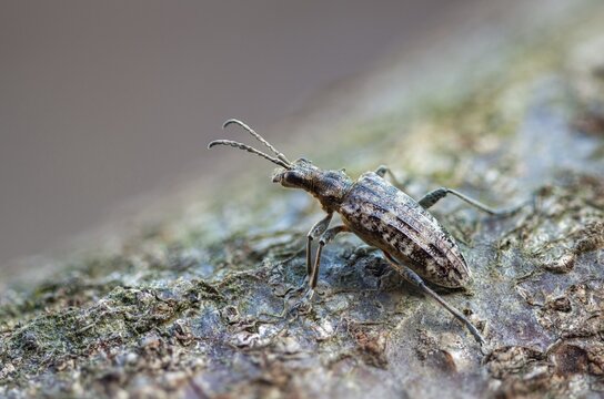 Small pintrestle, rhagium inquisitor, shotbuck, sensing pindeer, beetle, coleoptera, insects, beetles, ribbed pine borer