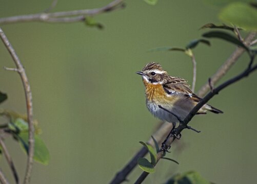 Whinthroats, saxicola rubetra, whinchat, birds, males, passeri, songbirds, birds