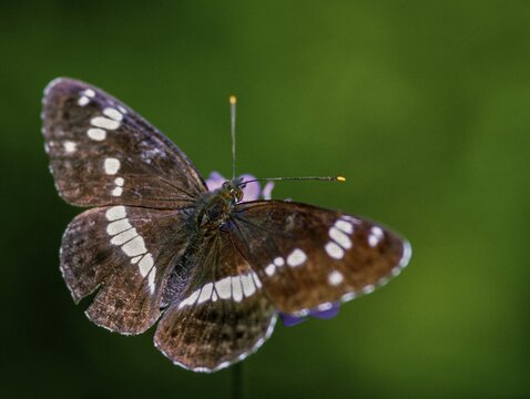 Small kingfisher, Ladoga Camilla, Limenitis Camilla, Slovenia, Triglav National Park, White Admiral, butterfly, insects, insects, national park, butterfly, butterflies, Triglav
