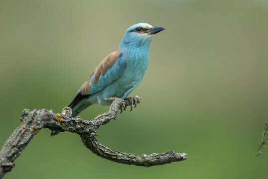 Blue racke, coracias garrulus, European roller, scooter, birds, Bulgaria, coraciidae, racken, birds
