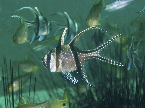 A school of striped Banggai cardinalfish (Pterapogon kauderni) swimming near Diadema setosum, dive site Secret Bay, Gilimanuk, Bali, Indonesia