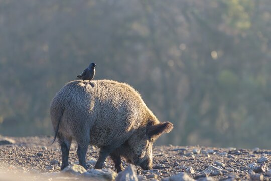 A wild boar (Sus scrofa)stands backlit by the sun on a clearing searching for food. A western jackdaw (Coloeus monedula) sits on its back waiting for its share. Bavaria, Germany