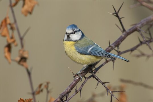 Blue tit, parus caeruleus, birds, tits, passeri, songbirds, songbirds, tits, birds