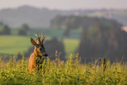 A roe deer buck (Capreolus capreolus) stands in a meadow in the first light of the day