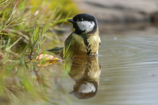 Great tit, great tit, parus major, bath, bird bath, birds, tit, mirror, passeri, songbirds, songbirds, mirror image, tits, watering place, birdbath, birds, watering place