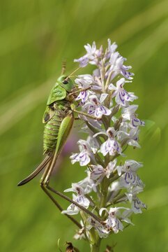 Decticus verrucivorus, grasshoppers, deciduous locusts, wart biters, ensifera, female, grasshoppers, grasshoppers, high size, portrait format, insects, long-feeler scare, nymph, wait biter, female