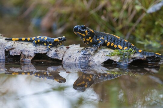 Fire salamander, salamandra salamandra, amphibians, amphibians, caudata, amphibians, amphibians, amphibians, mirror, tail amphibians, mirror image
