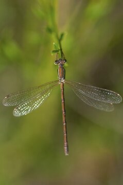 Brandenburg, Germany, Lestes Barbarus, migrant spreadwing, national natural heritage, natural paradise Gr&uuml;nhaus, shy emerald damselfly, southern emerald damselfly, southern ruismaid, post-mining landscape, damselflies, dragonflies, green house, high size, portrait format, insects, dragonflies, odonata, zygoptera