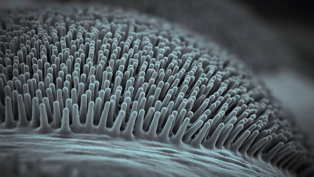 Microscopic view of densely packed hairlike structures on a curved surface resembling cilia or microvilli