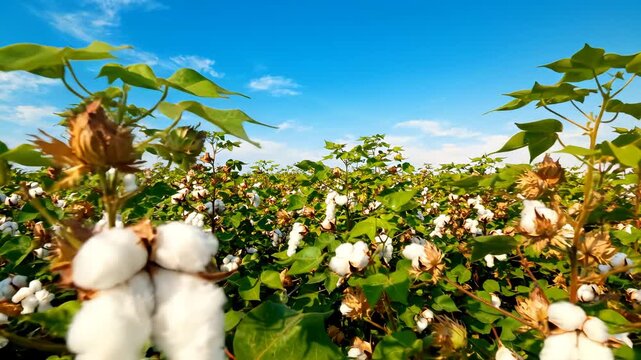 Expansive Cotton Field Under Bright Blue Sky with Sun Flare, Lush Green Plants and Mature White Bolls