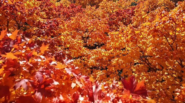 Autumn foliage displays vibrant red and orange leaves, a natural backdrop for seasonal themes, nature, or fall decorations