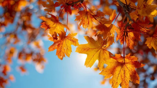 Bright orange and yellow maple leaves glow in the sunlight, symbolizing the transition from summer to fall. The crisp blue sky and radiant light create a serene and uplifting seasonal scene