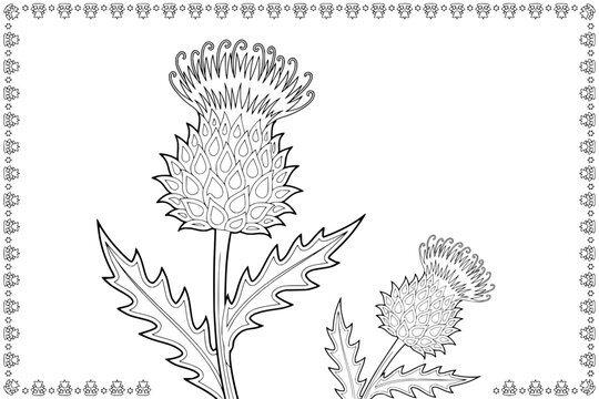 Thistle plant line art illustration with decorative border for coloring page activity