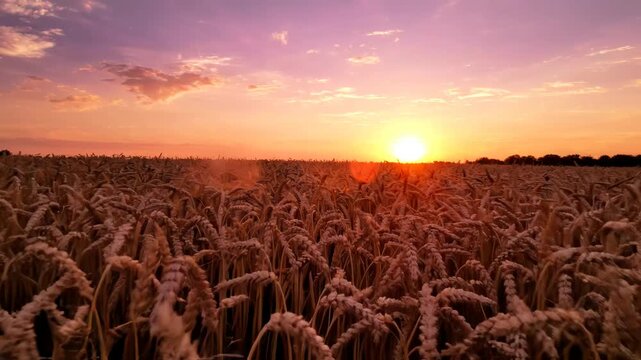 Golden Wheat Field at Sunset with Warm Sky and Ripe Ears in Slow Motion