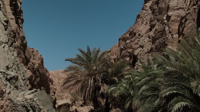 Palm oasis framed by desert vegetation beneath towering arid mountains highlighting the contrast between scarce water life harsh climate remote wilderness and natural resilience
