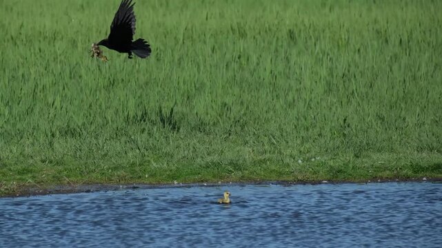 Black Crow Attacking Duckling Near Pond 