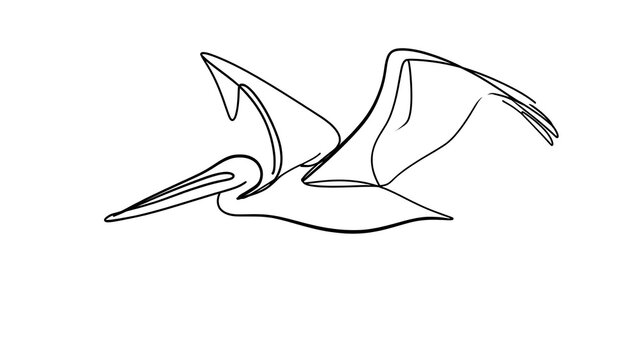 Minimalist pelican line art illustration white background.