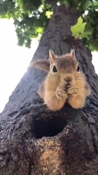 Small fluffy squirrel peeking out from tree hollow and eating nuts with paws, cute rodent, wild animal footage.