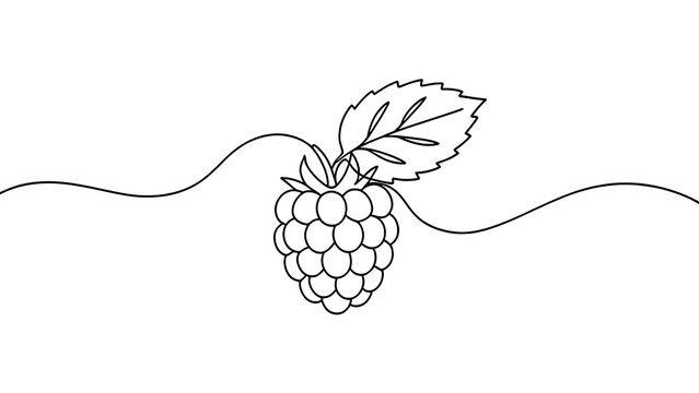 Black and white raspberry illustration white background.