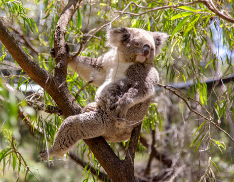 Koala bear relaxing in Eucalyptus tree, Australia