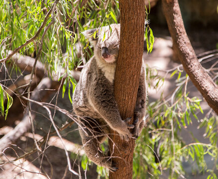 Koala bear sleeping in Eucalyptus tree, Australia.