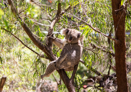 Koala bear in Eucalyptus tree, Australia.