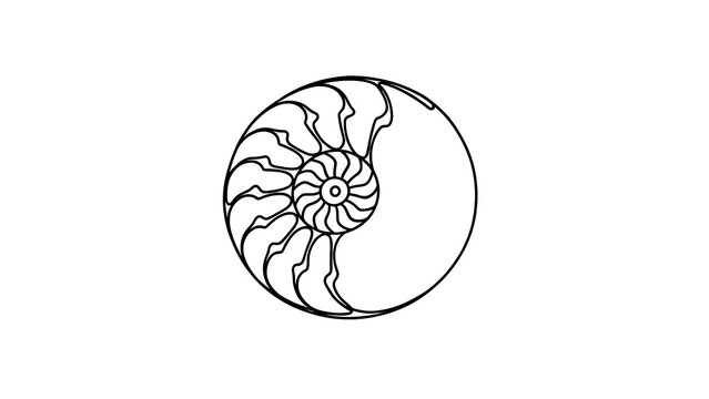 Ammonite fossil illustration on white background.