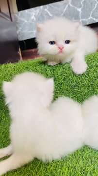 Little cute fluffy kittens playing together on a green lawn