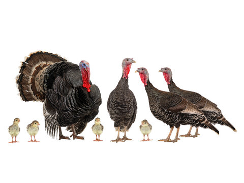  turkey family with adults and chicks on white background.