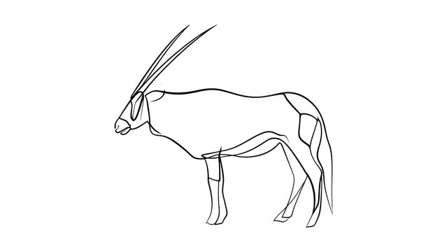 Oryx antelope line drawing white background.