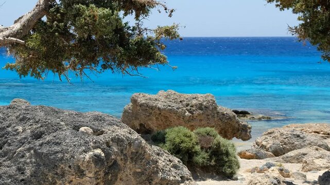 Video of Maritime juniper or Cedar juniper trees on the Kedrodasos beach Crete, Greece. Zoom effect.