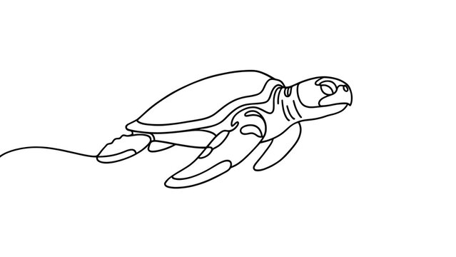 Minimalist turtle line art drawing white background.