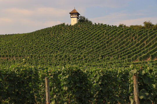 Sommer am Bodensee, Weinanbau bei Meersburg