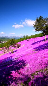芝ざくら滝上公園