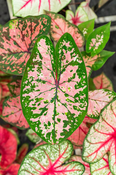 exotic leaf of houseplant with botanic name red Caladium Bicolor Ven