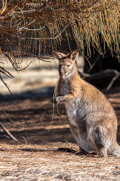 Kangaroo sitting on the ground