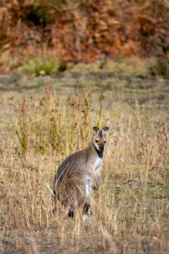 Kangaroo sitting on the ground