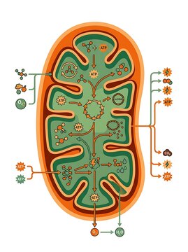 Mitochondria diagram showing cellular respiration and energy production