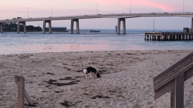 a pet dog digging in the sand on Davis Point Beach during a quiet dusk in San Remo, Victoria, Australia. &nbsp;Phillip Island&nbsp;Bridge across the water under a soft twilight sky. &nbsp;Relaxing coastal living