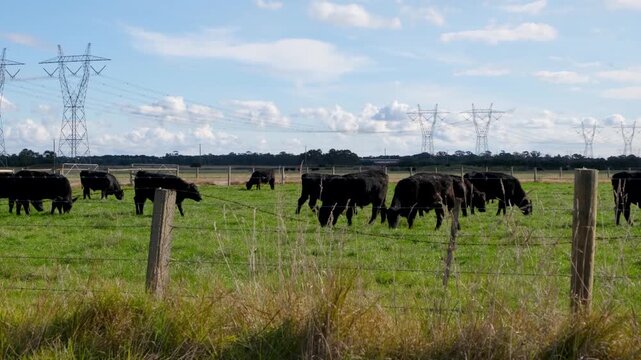 A herd of&nbsp;black cattle grazing in green pasture behind a boundary fence. High-voltage electricity transmission towers and power lines span across the open farmland horizon in Victoria, Australia.