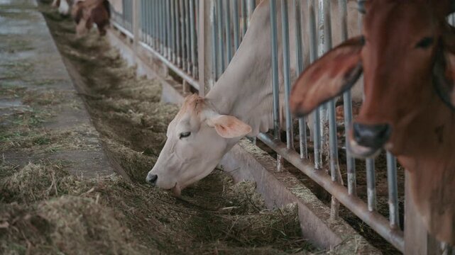 Close up of cows feeding on fresh grass in livestock shed agriculture concept.