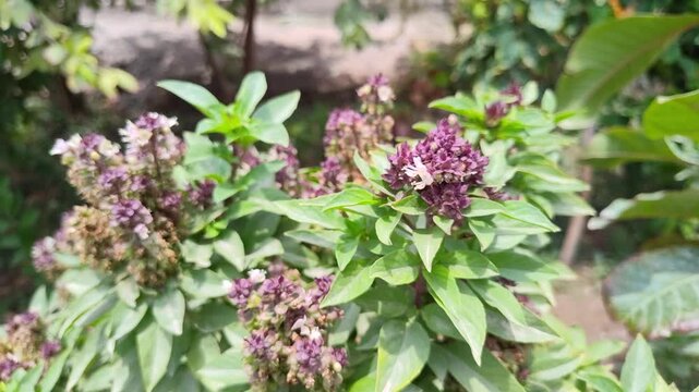 ayurvedic plant holy tulsi basil flowers