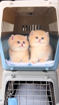 Two adorable fluffy golden kittens sitting inside a portable pet travel carrier