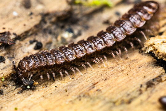 A flat-backed millipede makes its way across bare wood in Bristol &mdash; armoured, methodical, and entirely unbothered by the attention.