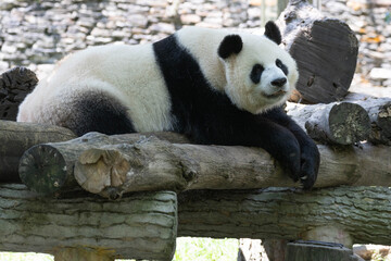 Giant Panda Resting on Wooden Lo © foreverhappy