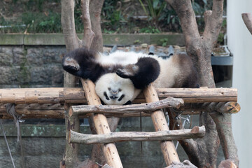 Funny pose of sleeping Panda © foreverhappy
