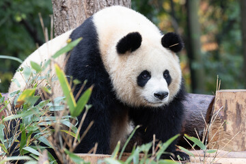 Giant Panda, Yuan Run, Standing Behind Green Bamboo Foliage © foreverhappy